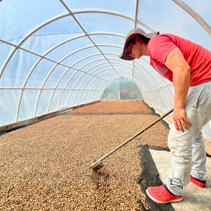 Camilo Londoño arranges honey processed coffee beans in a greenhouse