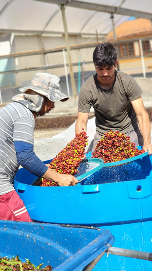 Renato Rodrigues in a t-shirt, washing coffee cherries in a large blue container.