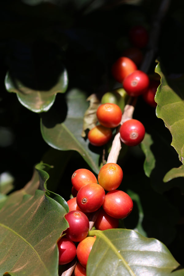 Red coffee cherries on a branch with green leaves
