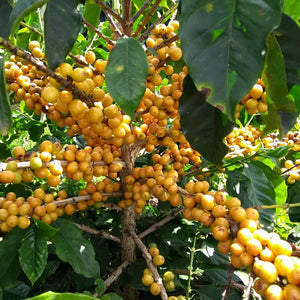 Ripe Yellow Catuai coffee cherries on the tree