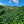 Hilly landscape with coffee plants under a blue sky