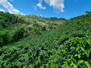 Hilly landscape with coffee plants under a blue sky