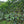 Coffee trees with red cherries in a lush green forest