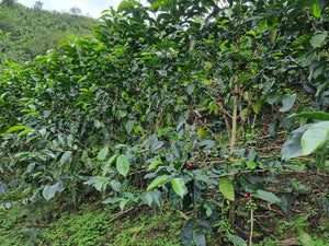 Coffee trees with red cherries in a lush green forest