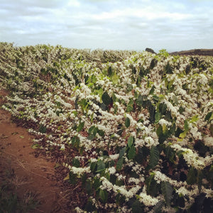 Coffee plantation blooming with white flowers under a cloudy sky