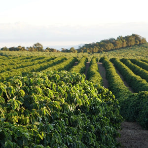 Rows of coffee trees in a field with a forest in the background