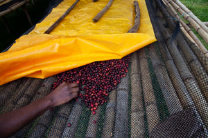 Natural processing of coffee cherries under a yellow tarp.