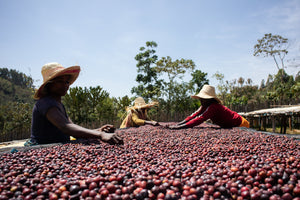 Three people in straw hats working with natural processed coffee cherries, which are drying on a raised bed.