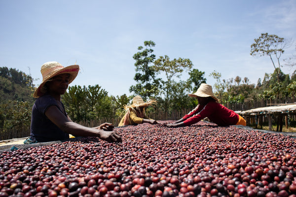 Three people in straw hats working with natural processed coffee cherries, which are drying on a raised bed.