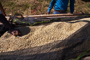Coffee beans being dried on a raised drying bed