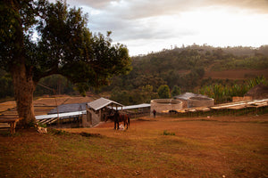 A horse on a hill with rustic buildings and trees under a cloudy sky. Raised coffee-drying beds line the area.