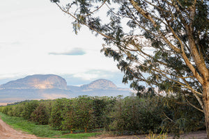 A scenic landscape photograph featuring a dirt road in the foreground, a lush green field of coffee trees, and two prominent mountains in the distance under a pale sky, with a large tree branch and leaves framing the right side of the image.