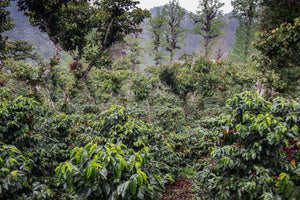 Coffee trees with red cherries in a lush, forested area