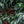 Coffee cherries growing on a coffee plant with green leaves at Finca La Linda.