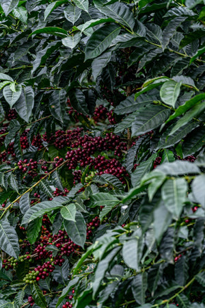 Coffee cherries growing on a coffee plant with green leaves at Finca La Linda.