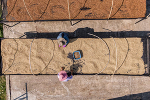 Birds-eye view of two people sorting coffee beans on raised drying beds.