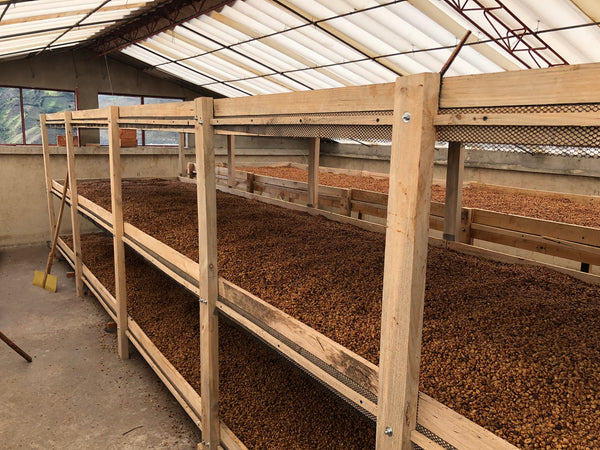 Raised wooden beds honey processing coffee, inside a purpose-built shed