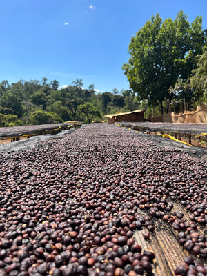 Dark red coffee cherries drying in the sun on raised beds