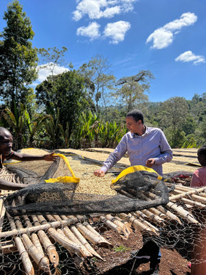 Mr. Faysal A. Yonis examines coffee beans drying on raised beds 
