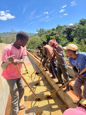 Coffee beans being processed in water by men working with long sticks in a tank