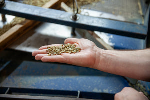 A hand holding green coffee beans, presumably at a processing station.