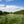 Field of white flowers with coffee trees under a blue sky with clouds
