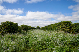 Field of white flowers with coffee trees under a blue sky with clouds