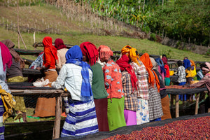 A group of people in colorful traditional clothing and headscarves stand along wooden tables outdoors, sorting red coffee cherries in a rural setting with a grassy hill and trees in the background.