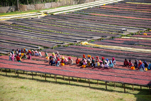 Workers in colorful clothing stand between long rows of raised beds spread across a large outdoor field.