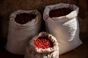 Three large open burlap sacks filled with red coffee cherries, set against a rustic dark brown wall.