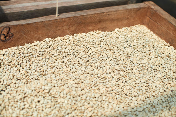 Green specialty coffee beans dry in parchment in the sun on a screen with a wooden frame.