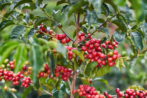 Bright red coffee cherries on a coffee tree looking very ripe and lush.