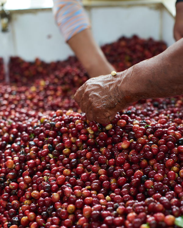 Coffee cherries in a large tub are meticulously sorted by hand, ensuring top quality coffee beans.