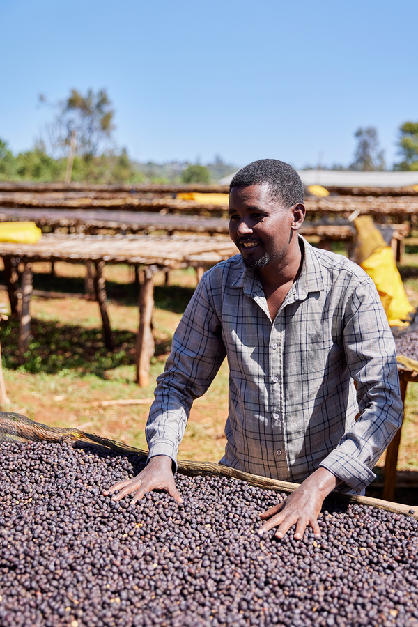 A man in a shirt tends the raised beds at Arsosala Washing Station, smiling as he touches the drying coffee cherries.