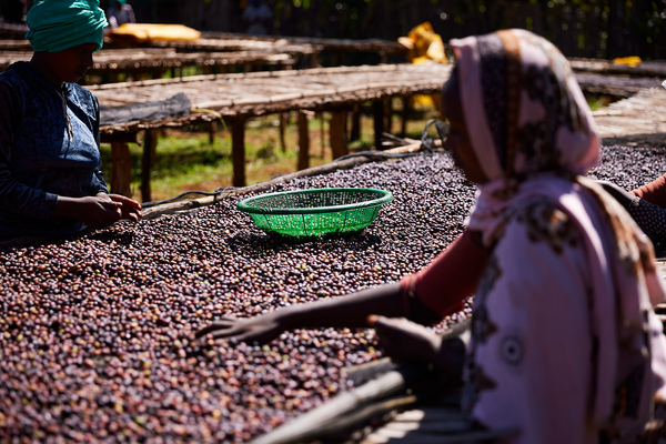 Women sort the drying coffee cherries at Arsosala Washing Station in Ethiopia. A green basket sits atop the cherries.