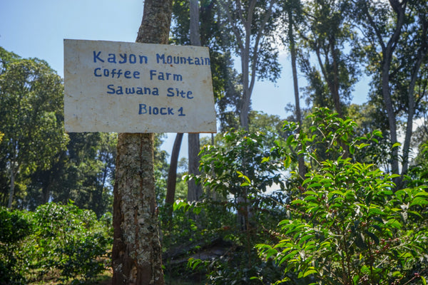 A hand painted sign on a tree next to a coffee plant reads "Kayon Mountain Coffee Farm Sawana Site Block 1".