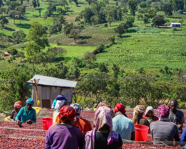 Raised beds laden with coffee cherries are sorted by workers. Farm plots are visible in the distance.