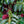 Close-up of coffee cherries on a coffee plant, showing clusters of green and red berries among glossy green leaves.
