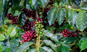 Close-up of coffee cherries on a coffee plant, showing clusters of green and red berries among glossy green leaves.