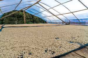 Coffee beans on raised beds under a transparent roof structure.