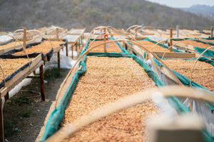 Coffee drying on raised beds outdoors