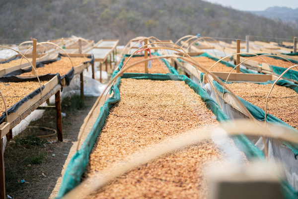 Specialty organic coffee beans dry atop raised beds under the sun in Peru