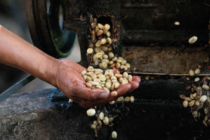 Hand catching coffee beans as they fall through a depulper