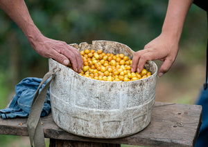 Hands resting on a basket of yellow coffee cherries outdoors.