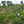 Jairo Arcila stands amid his verdant coffee trees, which look lush and fertile.