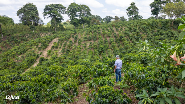 Jairo Arcila stands amid his verdant coffee trees, which look lush and fertile.