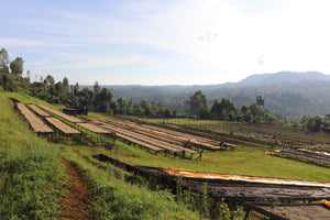 Sloped field with rows of coffee drying on raised beds under a clear sky