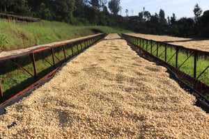 Drying coffee beans on raised beds