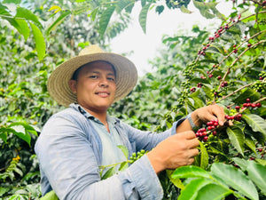 Eduar Giraldo harvesting coffee beans at Finca La Esperanza