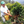 Faver Ninco harvests his beautiful coffee cherries into a yellow bucket at his waist, on a hillside in Huila, Colombia. 